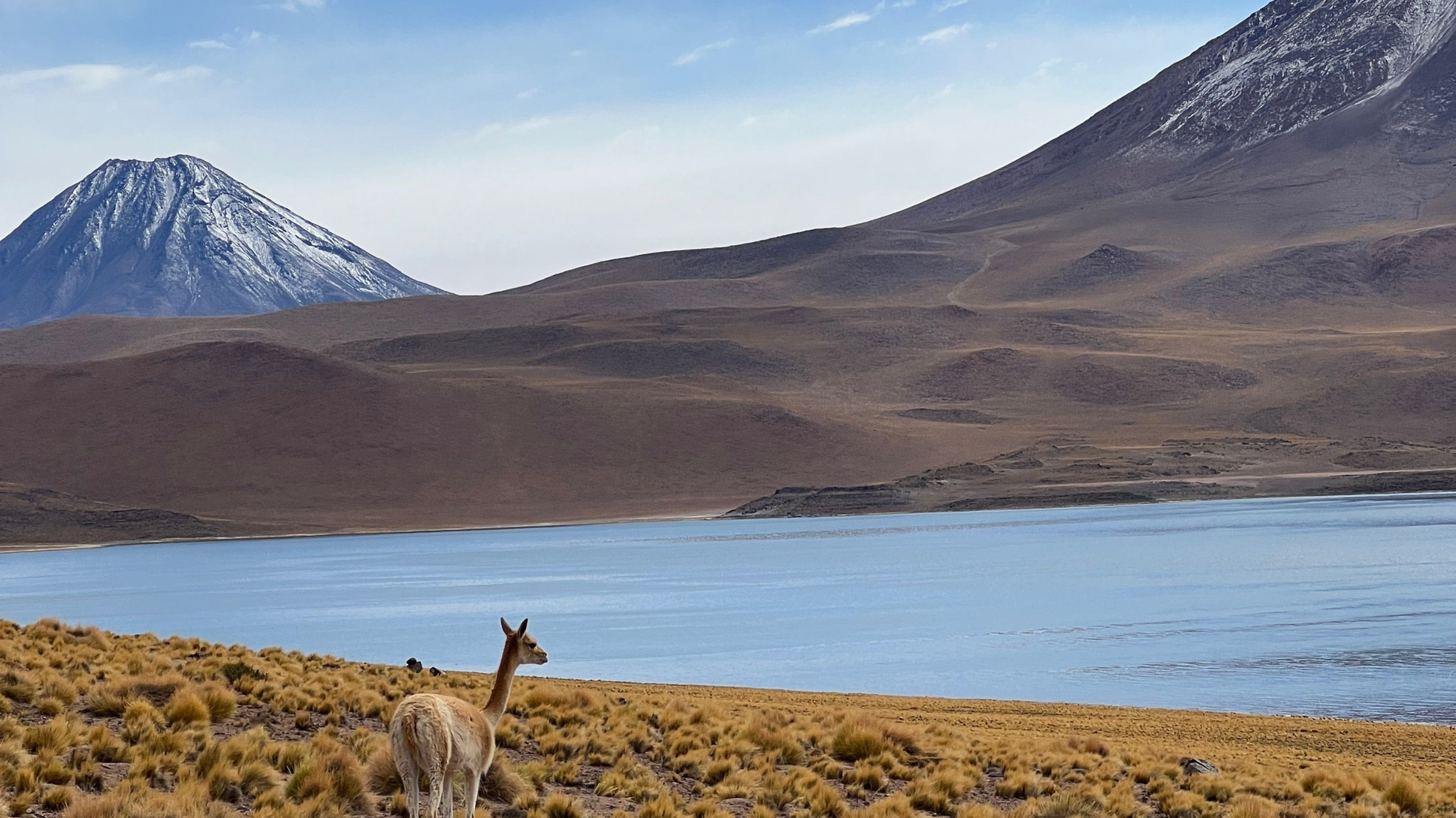Vicuna grazing near a lake with mountains in San Pedro de Atacama, Chile